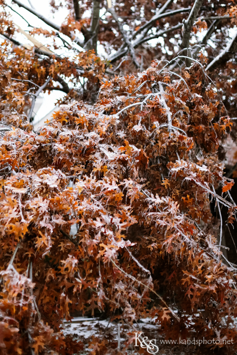 Dallas Wedding Photographers - K & S Photography